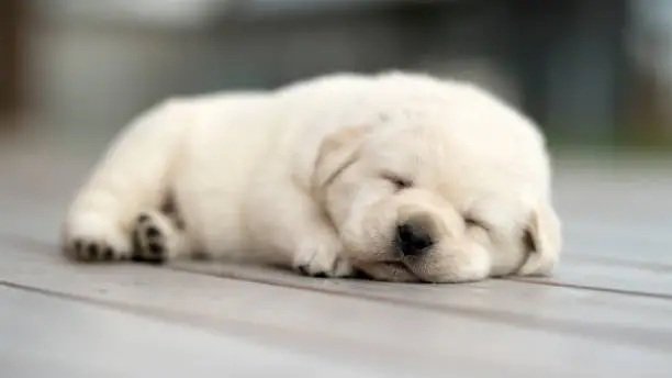 Calm puppy resting peacefully at home