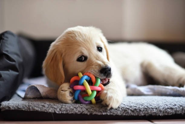 Golden retriever puppy playing with a toy