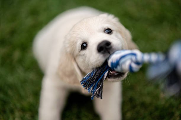 Puppy playing with a rope toy
